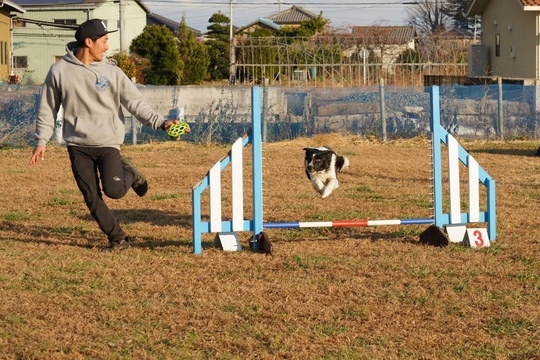 アジリティレッスン - 埼玉県行田市の愛犬のしつけ・訓練教室 ドッグ