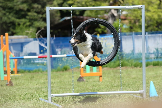 アジリティってなに？ - 埼玉県行田市の愛犬のしつけ・訓練教室 ドッグ