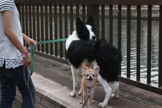 あなたの愛犬が見間違えるほどいい子になる森田流犬のしつけ法 Amazon.co.jp: あなたの愛犬が見違えるほどいい子になる森田流犬